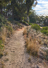Fototapeta premium Landscape of a hiking trail near cultivated woodland on Table Mountain in Cape Town. Forest of tall Eucalyptus trees growing on a sandy hill in South Africa overlooking the ocean and cityscape