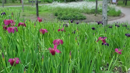flowers in the field