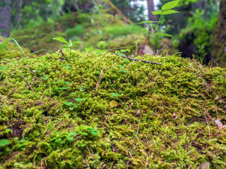 Thickets of moss in the forest. Close-up. Selective focus