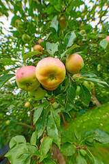 Closeup of apples growing on a tree with motion and lens blur in an orchard from below. Healthy, ripe and delicious fruit cultivated for harvest in a grove. Tasty and organic crops growing on a farm
