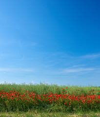 Field of red poppies blossoming and blooming in wild remote green field and meadow. Blue sky with...