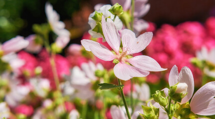 Blooming wild garden with pink flower musk mallow Malva Alcea left mallow vervain mallow or...