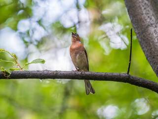 Common chaffinch, Fringilla coelebs, sits on a branch in spring on green background. Common chaffinch in wildlife.