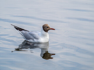 The black-headed gull, lat. Chroicocephalus ridibundus, swimming in a lake
