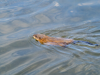 Muskrat, Ondatra zibethicuseats swiming at the surface of the lake water.