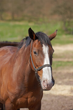 A closeup of a horse standing in a field on a bright sunny day. Beautiful brown horse with long mane portrait in motion. A young red filly with a white stripe on the face muzzle stands.