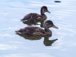 Cute little duckling swimming alone in a lake or river with calm water