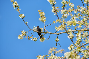 Common blackbird on a plum tree branch with blossoming white mirabelle flowers. Below view of a...