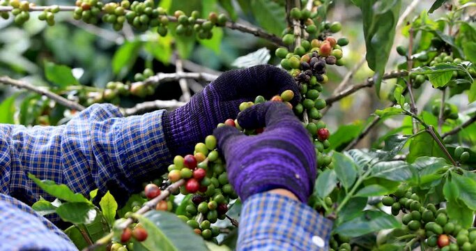 farmer hand picking arabica coffee berries on branch tree at plantation chiang rai thailand 4k video 