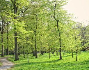 Fototapeta na wymiar A green forest park during springtime. Tall tree trunks in a garden with pathway for walking. Bright green landscape with fresh meadow grass perfect area for a date, picnic or yoga