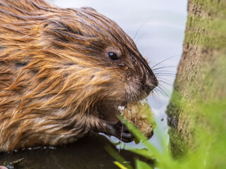 Wild animal Muskrat, Ondatra zibethicuseats, eats on the river bank