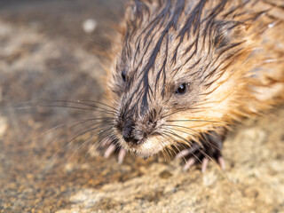 Portrait of a muskrat, ondatra zibethicus, rodent found in wetlands