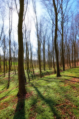 Obraz premium Big slim trees growing wild in jungle with overgrown vines and branches. Natural zen forest of hidden beauty, harmony and peaceful ambience. Soothing patterns and textures in the woods with copyspace