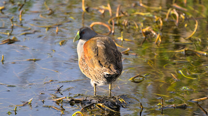 Polla de agua en un laho 