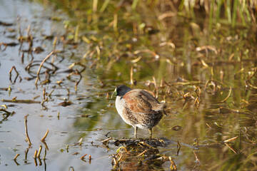 Polla de agua en un laho 