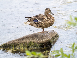 A duck stands on its paws on the shore of a pond.