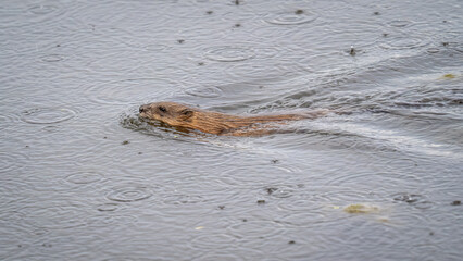Muskrat, Ondatra zibethicuseats swiming at the surface of the lake water.