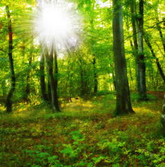 Forest beauty in springtime, tall tree trunks in green harmony. Tranquility of summer morning in the jungle, hikers dream with copyspace. Perfect place for a date or picnic, nature scenic wallpaper