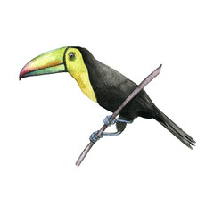 watercolor drawing toucan bird, hand drawn illustration © cat_arch_angel