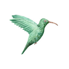 Obraz premium watercolor drawing flying humminhbird, hand drawn illustration