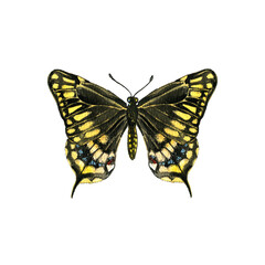 watercolor drawing black swallowtail butterfly, Papilio polyxenes,hand drawn illustration