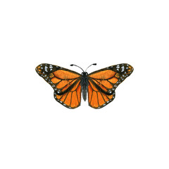 watercolor drawing monarch butterfly, hand drawn illustration