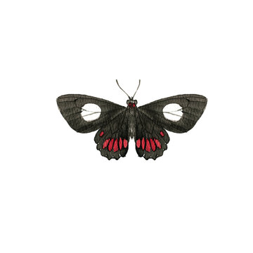 watercolor drawing Parides aeneas butterfly, hand drawn illustration
