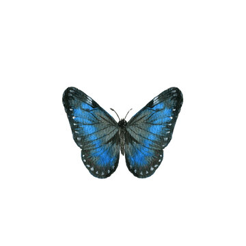 watercolor drawing blue morpho butterfly, Papilio machaon, hand drawn illustration
