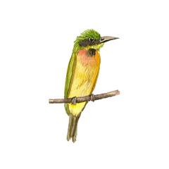 watercolor drawing sitting bird, hand drawn illustration