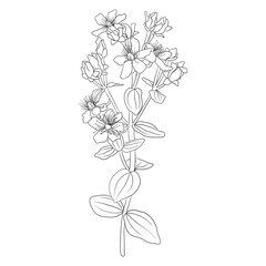 flower of St. John's wort, Hypericum perforatum, vector drawing wild plant isolated at white background , hand drawn botanical illustration - obrazy, fototapety, plakaty
