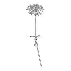 flower of greater knapweed, Centaurea scabiosa, vector drawing wild plant isolated at white background , hand drawn botanical illustration