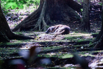 Dog Sun Bathing