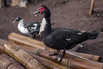 Flock of Goose