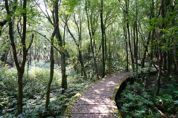 Obraz premium fascinating forest walkway in the refreshing sunlight