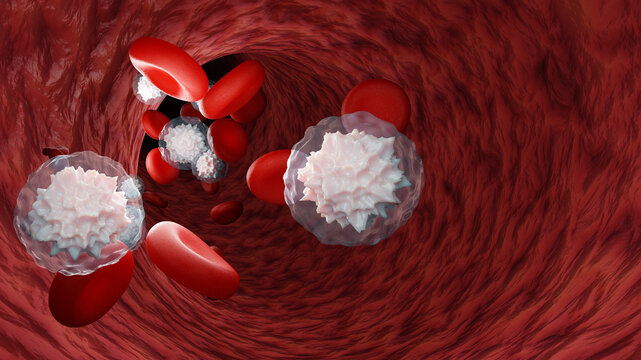 Red and white blood cells inside the artery. Blood cells and lymphocytes in the vein. Microbiology concept, 3D rendering.