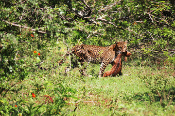A successful hunt. A leopard who had a very successful hunt in the morning.