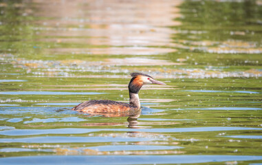 The waterfowl bird Great Crested Grebe swimming in the calm lake
