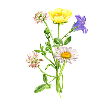 watercolor drawing bouquet of flowers, bell, alsike clover, yellow buttercup, bell and daisy isolated at white background , hand drawn botanical illustration