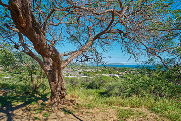 Fototapeta na wymiar Green tree growing on a lookout point with views of Koko Head, Hawaii on a sunny day. Outdoor nature with breathtaking scenic views overlooking an island, peaceful harmony of a tropical rainforest
