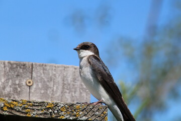 Bird On The Bird House, Pylypow Wetlands, Edmonton, Alberta
