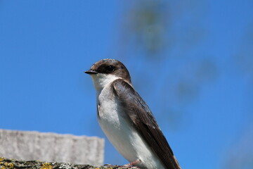 Young Tree Swallow, Pylypow Wetlands, Edmonton, Alberta