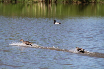 Ducks Racing On The Water, Pylypow Wetlands, Edmonton, Alberta