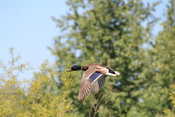 Mallard In Flight, Pylypow Wetlands, Edmonton, Alberta