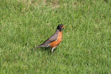 robin on the grass