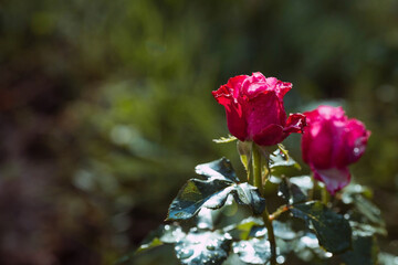 A red rose with dew and raindrops at dawn. Beautiful sunlight. The background image is green-red....