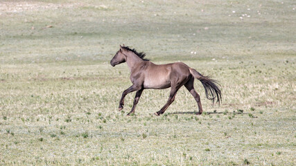 Grulla Stallion Wild Horse Mustang running in the Pryor Mountain Wild Horse Range in Wyoming United...