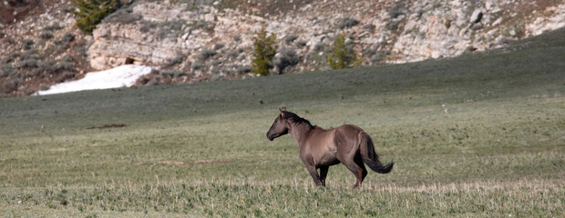 Gray Grulla Wild Horse Stallion running in the Pryor Mountains Wild Horse Range in Montana United...