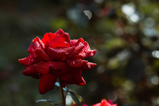 A red rose with dew and raindrops at dawn. Beautiful sunlight. The background image is green-red. Natural, environmentally friendly natural background. A copy of the place for the text.