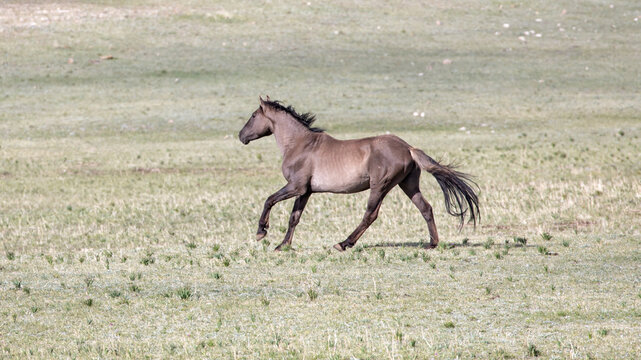 Grulla Stallion Wild Horse Mustang running in the Pryor Mountain Wild Horse Range in Wyoming United States