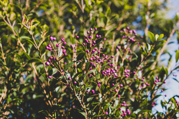 native Australian Lilly Pilly plant with pink berries outdoor in beautiful tropical backyard